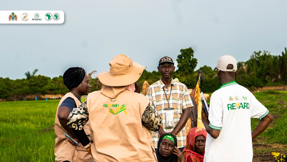 RewardGambia's tweet photo. Touba Demba Sama, CRR South, is progressing towards harvest as farmers continue dry-season rice cultivation supported by REWARD. The growing rice reflects ongoing efforts to boost production and strengthen food security.
@AfDB_Group https://t.co/yoYsd0bWnO