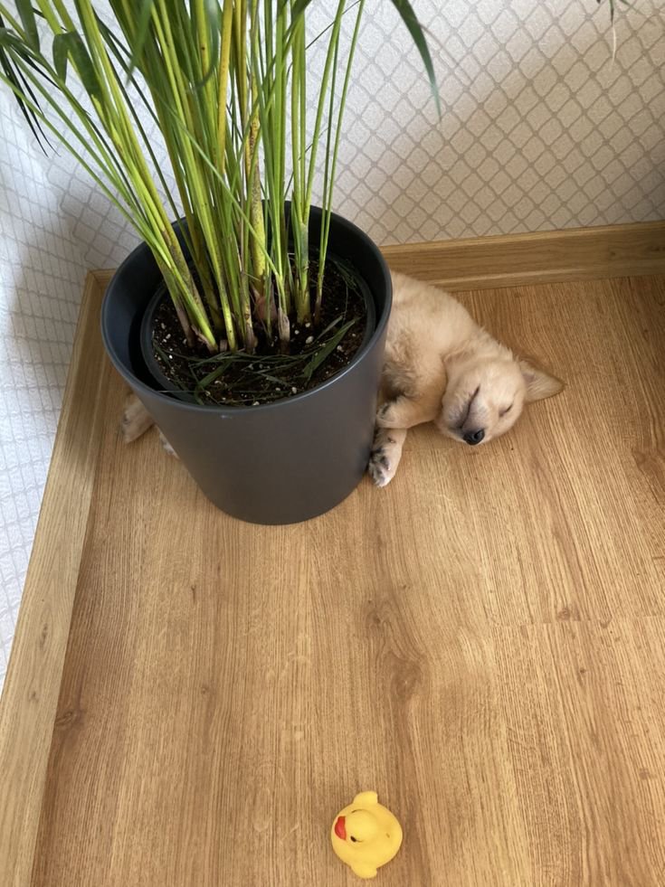 puppies_video's tweet photo. Little buddy big dreams https://t.co/Z4O2disyeD
