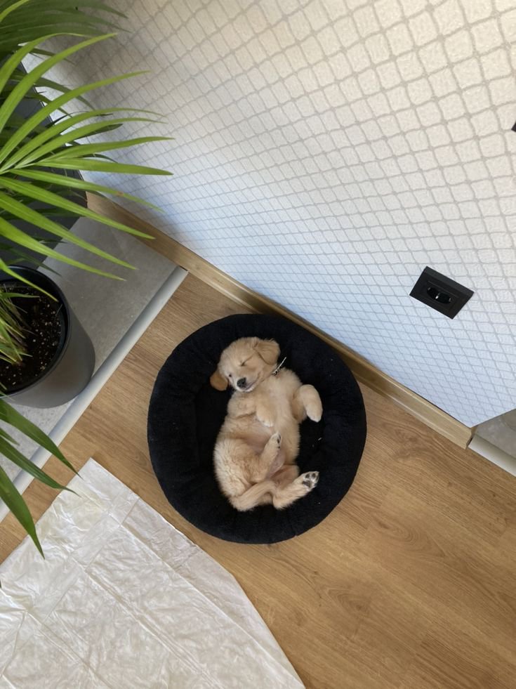 puppies_video's tweet photo. Little buddy big dreams https://t.co/Z4O2disyeD