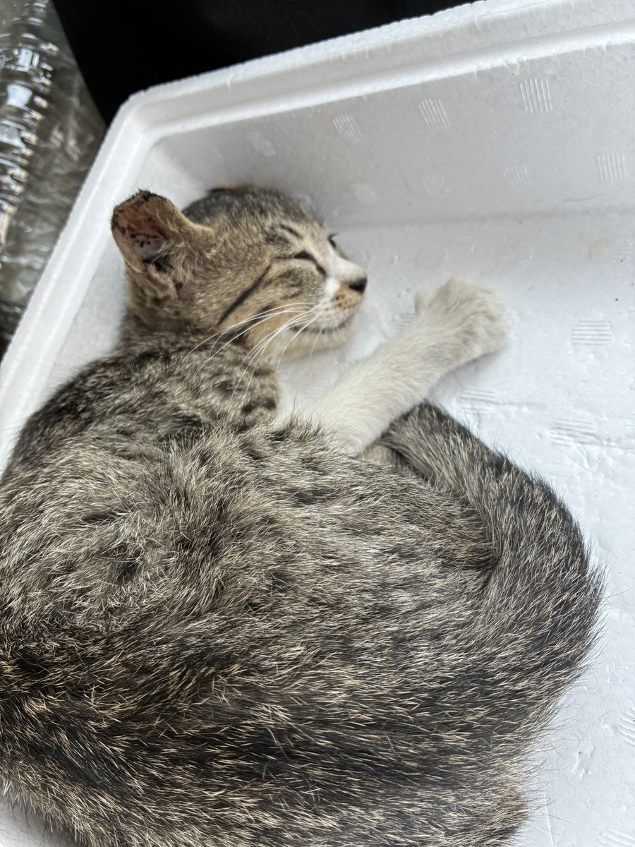 S0_wanwannyain's tweet photo. 〜諦めない〜

朝方、1件の電話が鳴りました。
「耳から血を流して死にかけの猫がいます」
「ずっとハァーハァー言ってます」

え、、、状況が飲み込めず、熱中症？車に轢かれたかもしれない？
すぐ行くのでとにかく涼しいところで保護してくださいと伝えました。

準備して再度こちらから電話をすると、「日陰に置いてきました」と言われました。

「現場に向かうので依頼主さんも一緒に来て何処にいるか教えてください」と伝えて現場に向かうことに。

不安になりながら現場に向かうと案の定その方の姿は見えず、猫がどこにいるかもわかりませんでした。

しばらく探していると、建物の裏に死にかけの猫ちゃんが、、、🥲

すぐ病院に連れていきました。
骨折はなかったものの、お腹からは虫が2種類と猫風邪の症状、平衡感覚を失ってグルグルしてました。

この子にニャースと名付け、幸せにすると、、、ニャーと鳴いてもらう事を約束しました！！

頑張れ。ニャース🥺絶対回復して幸せになろうな。
皆様応援よろしくお願い致します。

お願いです。連絡してくれるのはいいのですが、無責任に放置するのはやめてください。

心苦しいですが、ご支援いただけると幸いです。
百十四銀行  丸亀南支店
店番329  口座番号0610192
動物愛護団体ワンワンニャイン

paypay🆔   wanwannyain