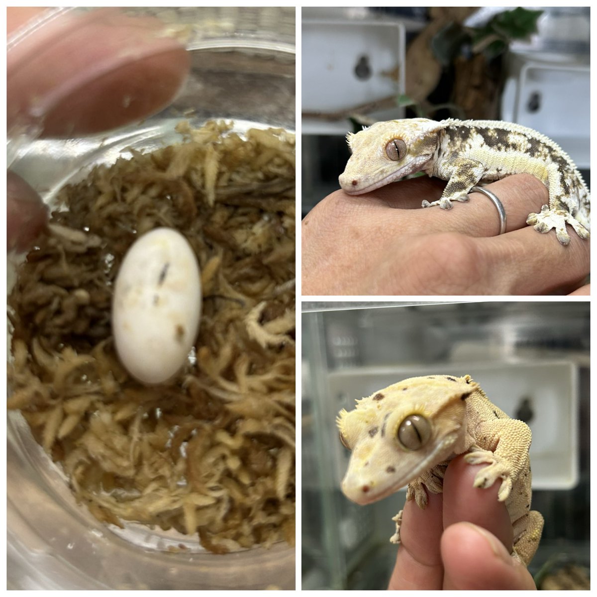 reo_tera's tweet photo. ダルメシアンとリリーホワイトの卵が順調に成長してくれてる。今年初の有精卵🥚
このままいきますように！
#爬虫類
#クレステッドゲッコー
#リリーホワイト
#ダルメシアン https://t.co/7gMSQEaP6t