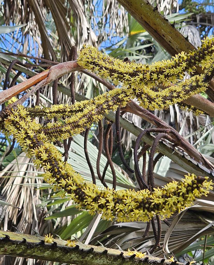 fruitnspice's tweet photo. Hyphaene coriacea | Gingerbread Palm Inflorescence 
A striking stage in the Gingerbread Palm’s life cycle. Across Africa, H. coriacea provides fruit, leaves, and strong fibers for food, shelter, weaving, and craft—reflecting generations of botanical and cultural knowledge.
PC: MT https://t.co/26g3AnVNoa