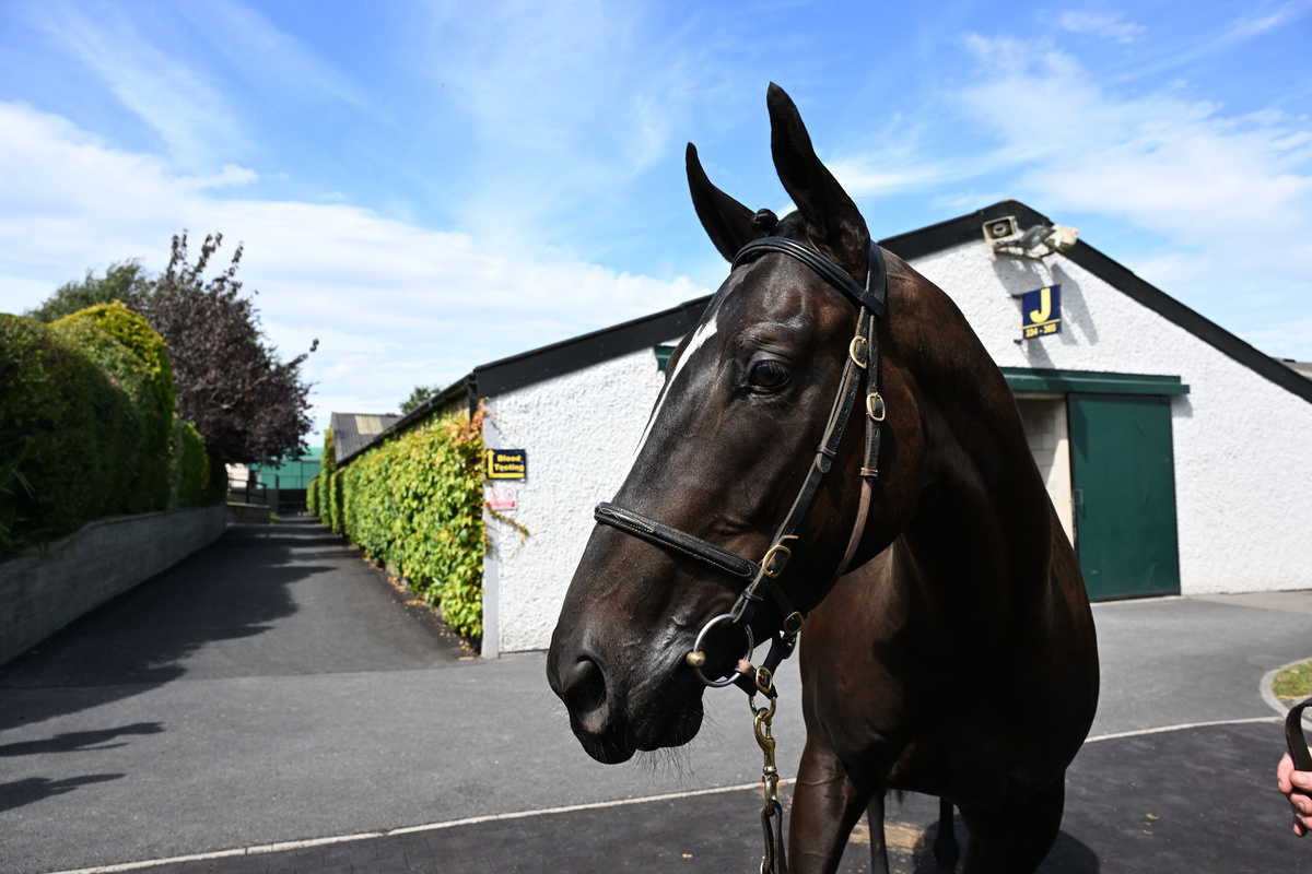 Tattersalls_ie's tweet photo. This Boardsmill Stud Poet's Word gelding could be seen at Leopardstown in the MSL Mercedes-Benz Sales Bumper said trainer Eric McNamara, who bought him for €36,000.

A half-brother to three winners he was sold by DAR Bloodstock. https://t.co/DhDmh9Va2c