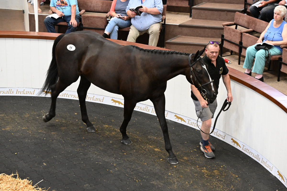 Tattersalls_ie's tweet photo. This Boardsmill Stud Poet's Word gelding could be seen at Leopardstown in the MSL Mercedes-Benz Sales Bumper said trainer Eric McNamara, who bought him for €36,000.

A half-brother to three winners he was sold by DAR Bloodstock. https://t.co/DhDmh9Va2c