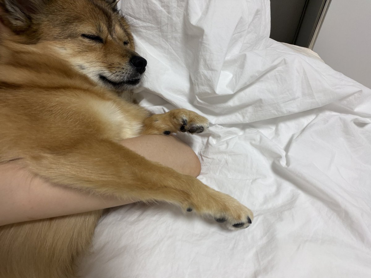 httpipiu's tweet photo. 저녁먹고 강아지랑 꼭끌어안고 한시간가까이 꿀잠자버륌... https://t.co/B9aYmvN4eP