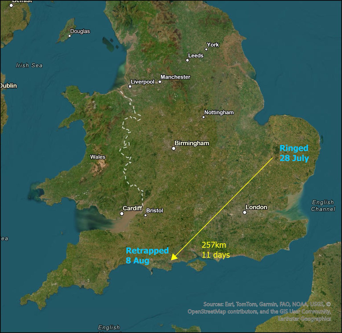 ThetfordFor_RG's tweet photo. An amazingly early #Nightjar movement of an adult male that's already departed #thetfordforest and stopped off at Poole Harbour Typically, most adult Nightjars don't migrate until after the end of August. Potentially it was a failed breeder or moving out early due to the drought? https://t.co/HZAV2S0P4O