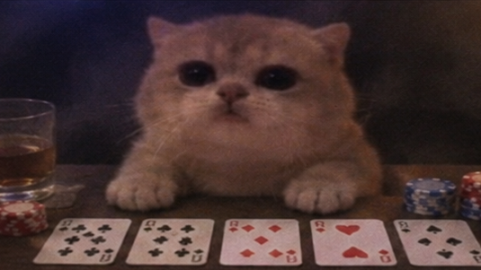 JamCatRH's tweet photo. Jam Cat does not fold https://t.co/t9EJAtNTGs