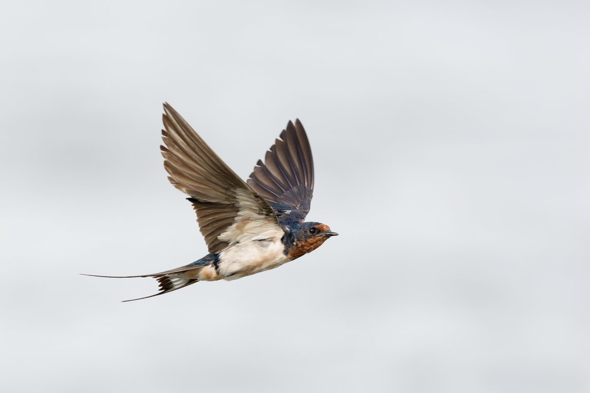 efc_wildlife's tweet photo. ①歴戦の成鳥
②立派に巣立った若鳥
③まだまだこれからの赤ちゃん
#ツバメ #野鳥 
（2026/8/12, 8/10撮影） https://t.co/sqZpjXQfyJ