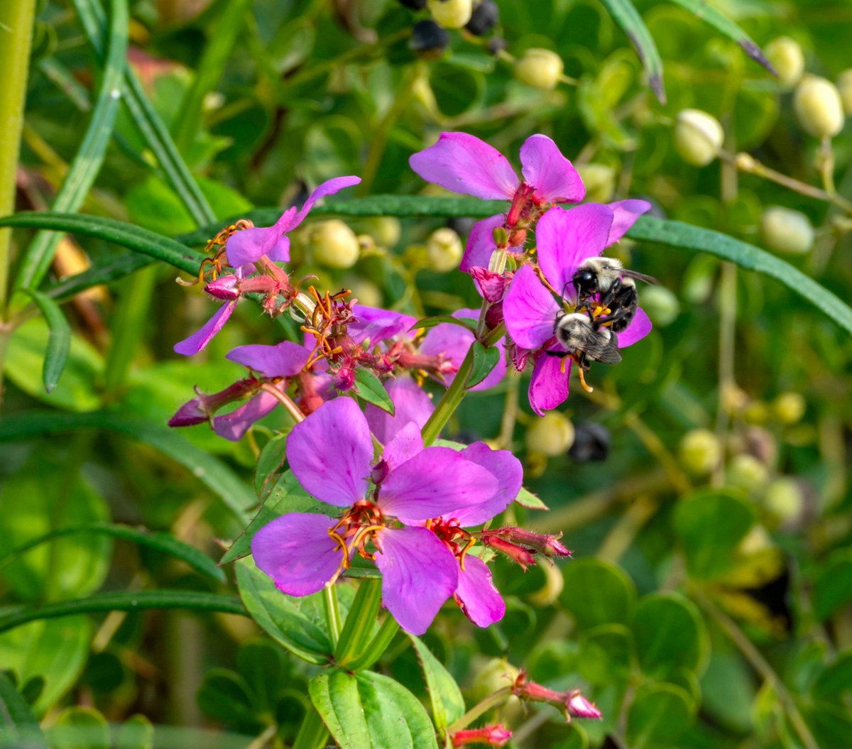 nj_pinelands's tweet photo. Happy #WildflowerWednesday! Native Virginia meadow beauty (Rhexia virginica) #flowers continue to liven the landscape in the New Jersey Pinelands. Also known as Handsome Harry, this showy species prefers wet soil and blooms from May to September. 🌸

📷: Paul Leakan, NJPC https://t.co/QPPWXygzeM