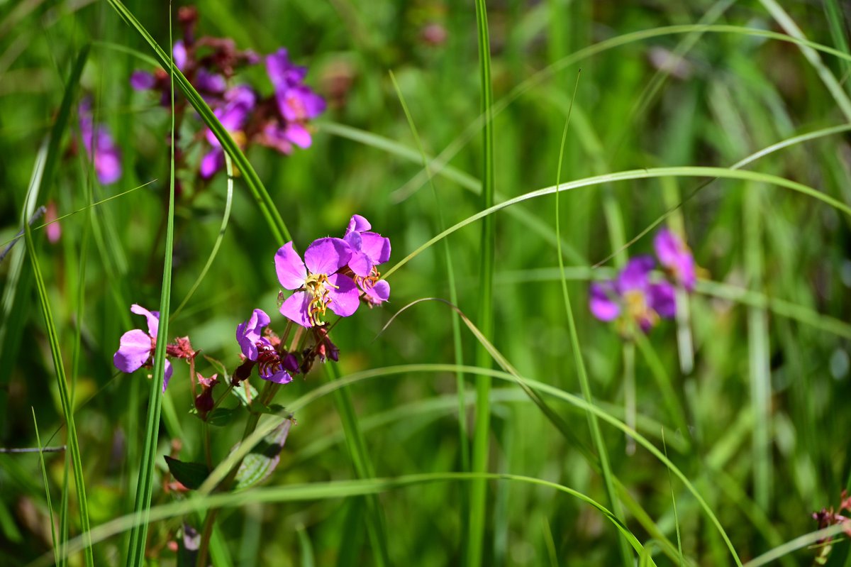 nj_pinelands's tweet photo. Happy #WildflowerWednesday! Native Virginia meadow beauty (Rhexia virginica) #flowers continue to liven the landscape in the New Jersey Pinelands. Also known as Handsome Harry, this showy species prefers wet soil and blooms from May to September. 🌸

📷: Paul Leakan, NJPC https://t.co/QPPWXygzeM