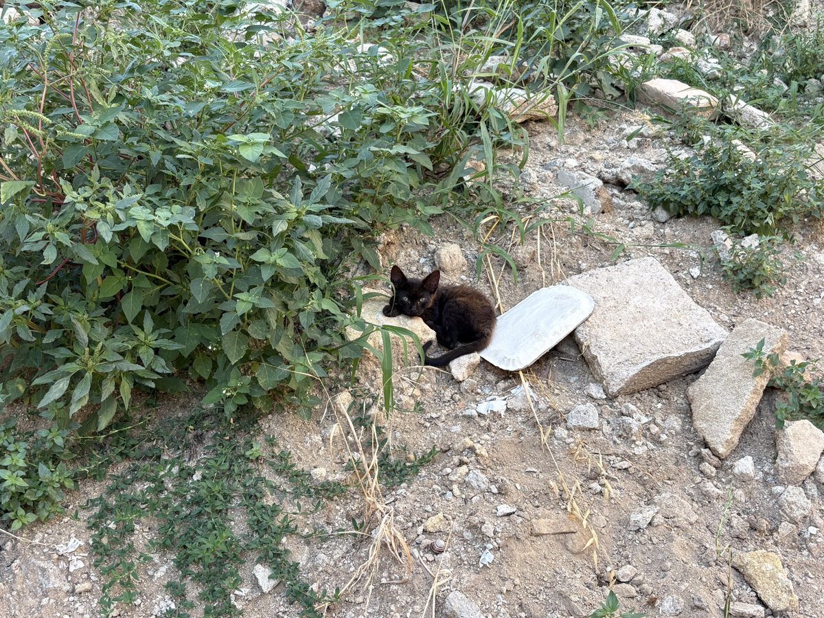 watermelonwmn's tweet photo. questa dolcissima micia di circa 2 mesi cerca urgentemente adozione! si trova in calabria ma si affida sverminata, vaccinata e chippata tramite staffetta anche in centro e nord italia. se siete interessat o conoscete qualcuno scrivetemi ❤️‍🩹 https://t.co/3RRzSswXvC