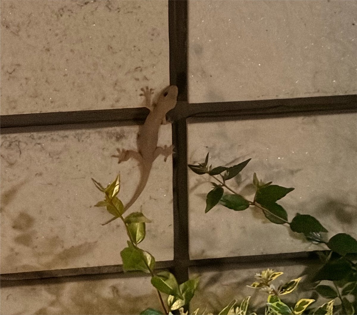 17_dsg's tweet photo. 家の入口にかわいこちゃんいた🦎

実家の入口にもいて
毎年暖かい季節だけ見れてたから
引っ越してからも見れてうれしい🫶🏼
飼ってないけど飼ってる気分🥹 https://t.co/VZqf5yI4iK