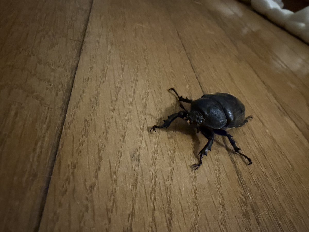 inuinu_midori's tweet photo. 玄関の常夜灯にメスのカブトムシ寄ってきてた！10年以上ぶりに見た！

＃カブトムシ　#昆虫 https://t.co/vWveXHW4OM