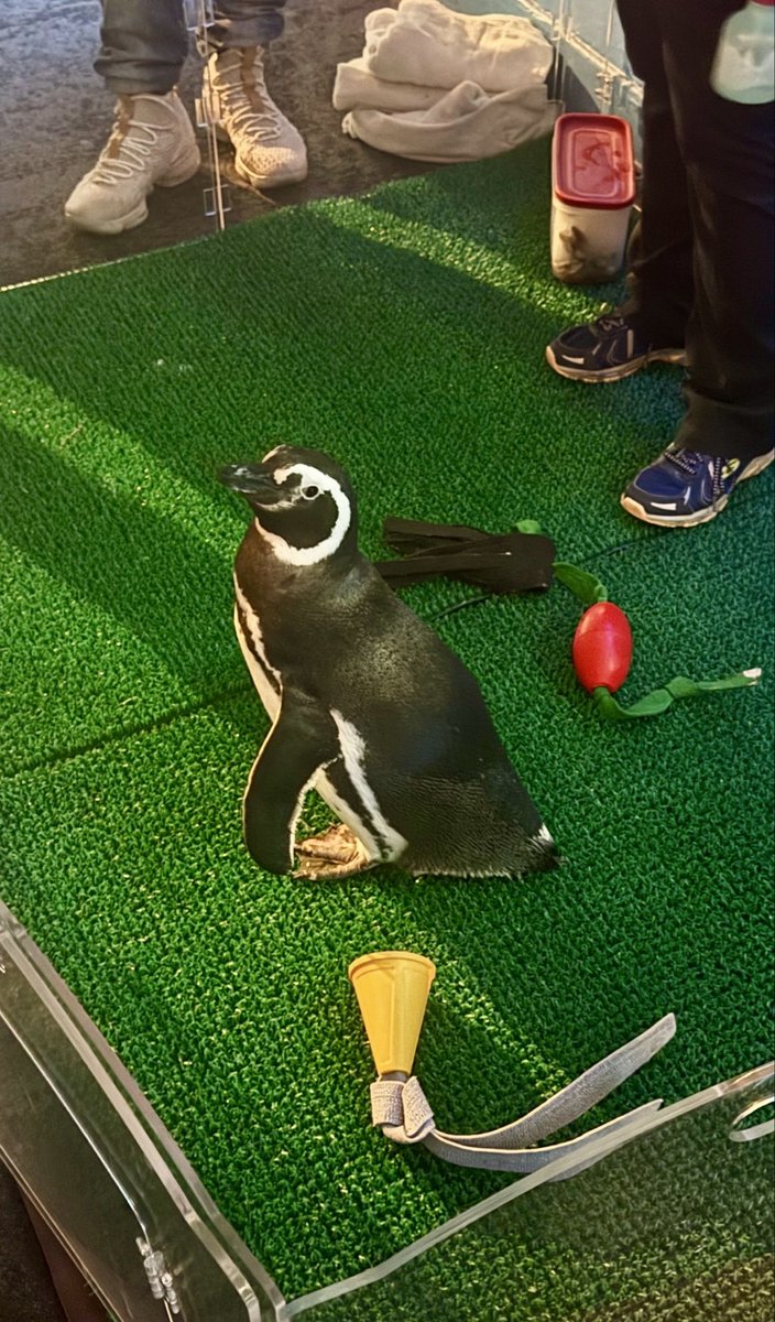 Knicks_in_Five's tweet photo. @omgsidewalks That’s literally what my job did. Took us all to the aquarium in Chicago to see penguins 🐧 https://t.co/CzHI1uWW9E