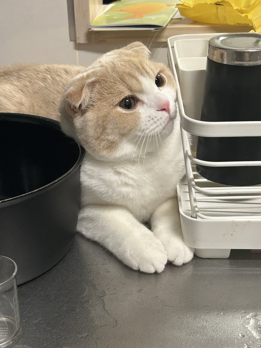 nekoto_tokidoki's tweet photo. 今日のまるぞう💕
今日もかわいい！😁

#スコティッシュフォールド
#猫のいる生活
#猫好きさんと繋がりたい
#猫 #cat https://t.co/QgydmCsqrW