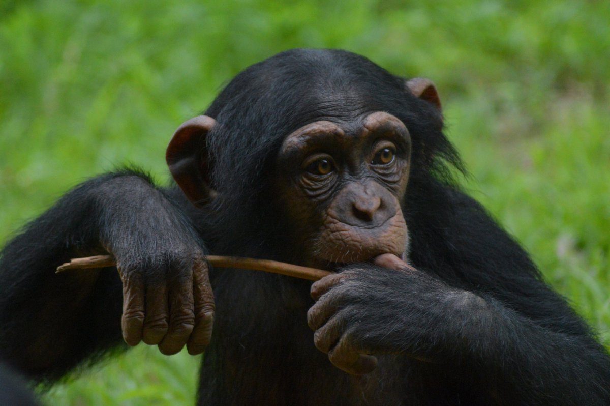 chimpanser's tweet photo. little #kosachi with a delicious stick

#コサチ #ズーラシア #zoorasia
august 2026 https://t.co/W1oGsRrB96