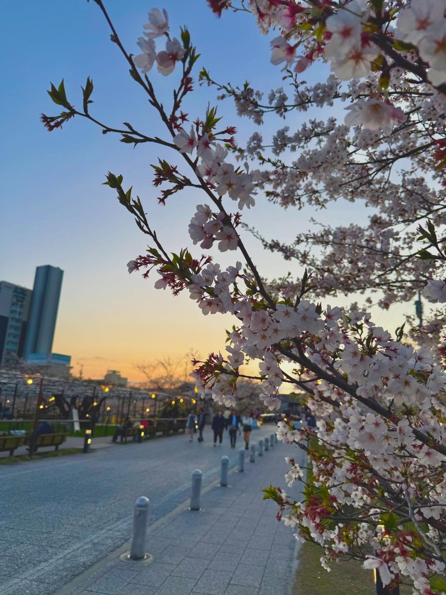 0th_mayu's tweet photo. 🌸 https://t.co/OP6FyWReU2