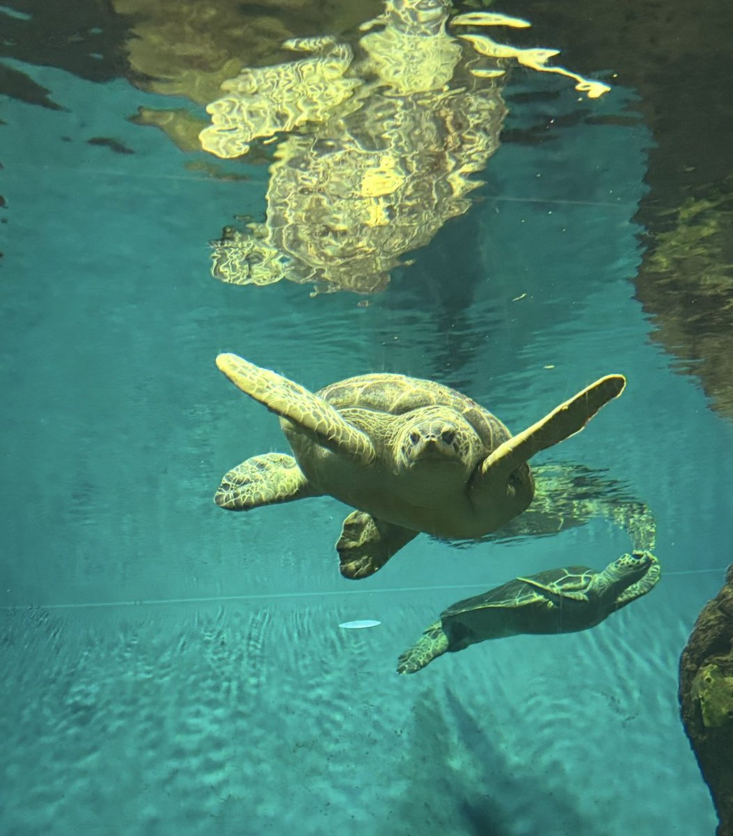 Beaches0411's tweet photo. @DailyPicTheme2 Caught this sea turtle in #action .. https://t.co/QXINVstu8R