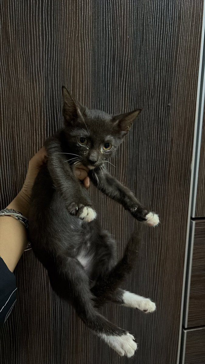 dnazzrh's tweet photo. hi everyone, dengan rasa rendah hati, i really need anyone help to adopt this kitten, i jumpa dorang masa dorang baby but now semua dah besar and i unable to take care of them finacially and masa. please help? 

@itsybitsymin @yemmeow @tattyhassan 

📌 Butterworth https://t.co/wLXEvtpcmh