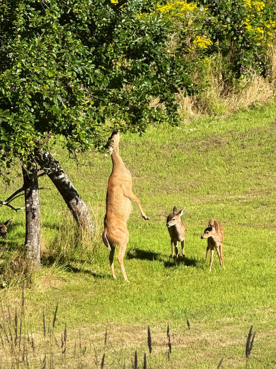 cutieapocalypse's tweet photo. @DailyPicTheme2 Sometimes when the fruit isn’t falling yet, the deer take #action and go get it! https://t.co/SL0weeD8l5