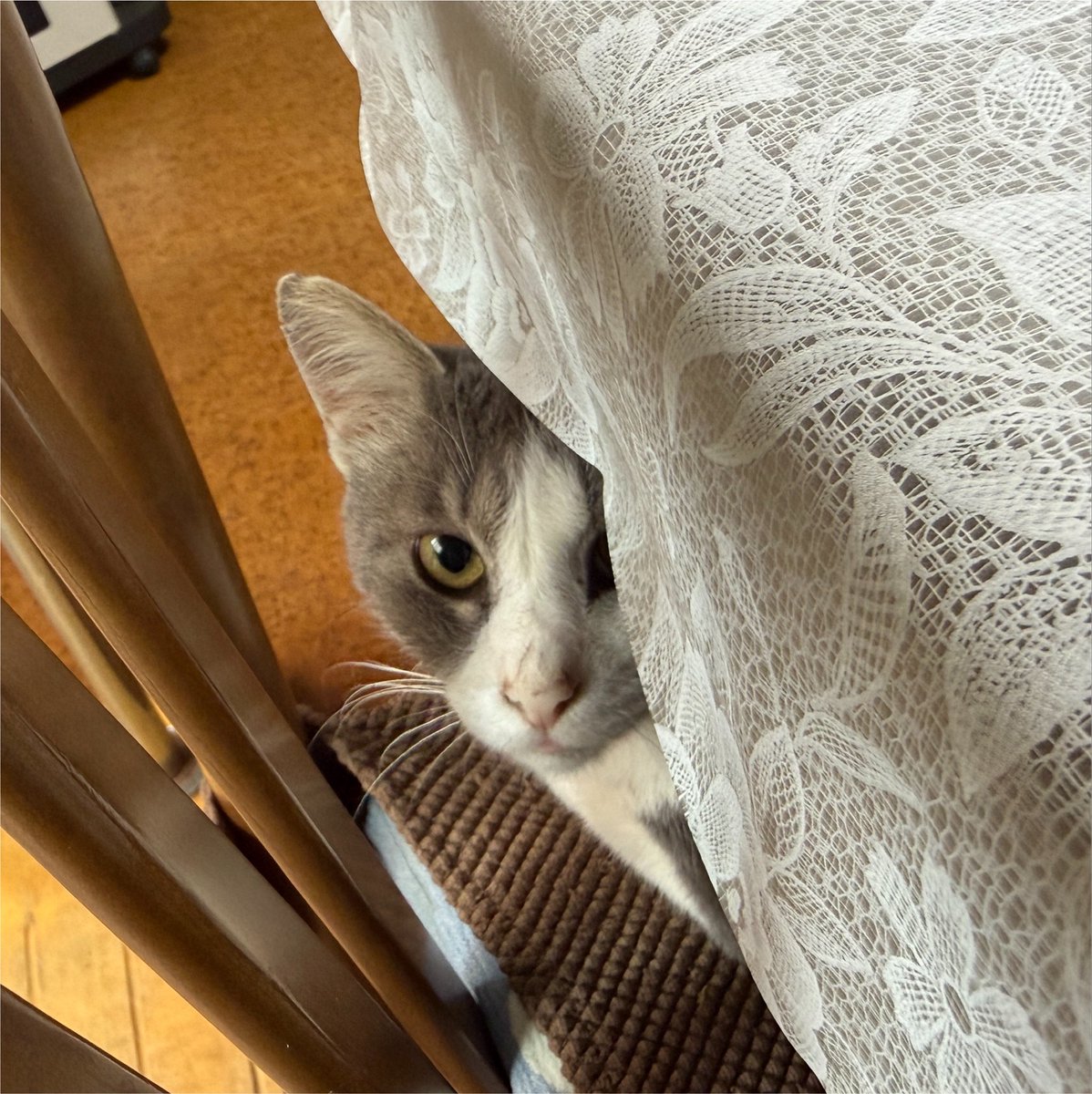 oyadama's tweet photo. 義実家のねこさまとお戯れ。 https://t.co/3g7CN2XX1O
