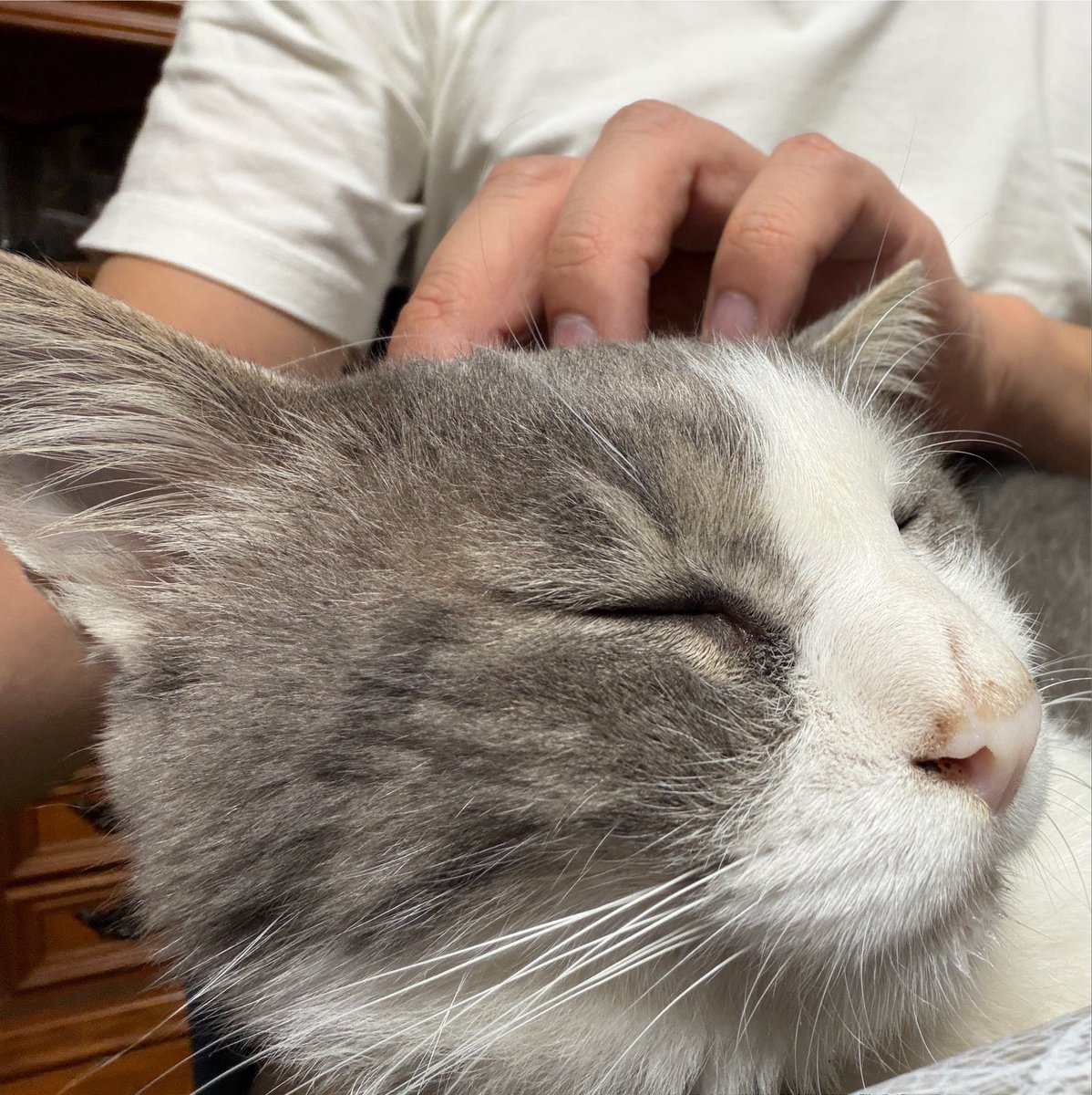 oyadama's tweet photo. 義実家のねこさまとお戯れ。 https://t.co/3g7CN2XX1O