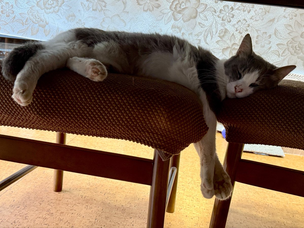 oyadama's tweet photo. 義実家のねこさまとお戯れ。 https://t.co/3g7CN2XX1O
