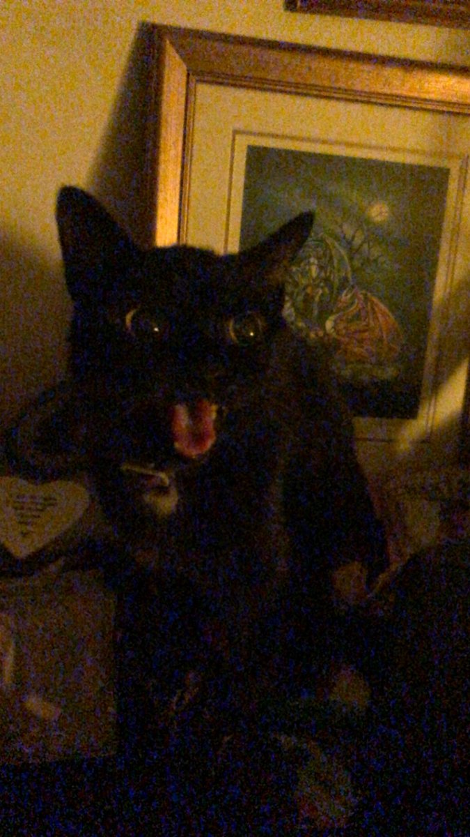 BoothsnCats's tweet photo. @cinnaashe https://t.co/YVCOC4Nefz