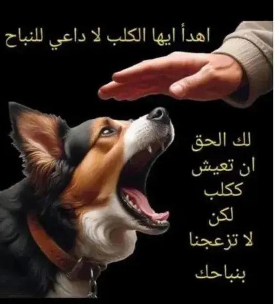 samir98102166's tweet photo. @nrjy_kenani_2 https://t.co/4TDRiJ3mDv