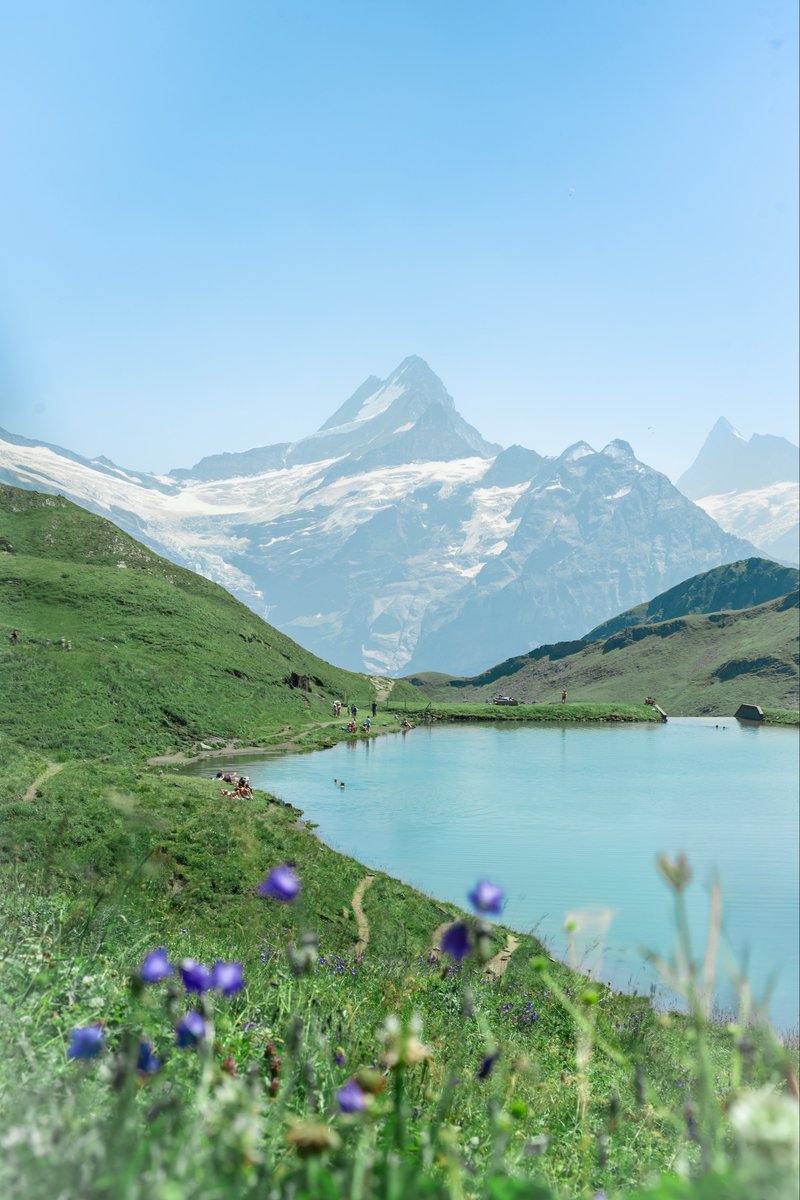 rey_mad0's tweet photo. 🇨🇭Hiking at First / Switzerland ⛰️②

夏のアルプスはお花と放牧されてる動物が沢山！！ https://t.co/V4eo22QRjR