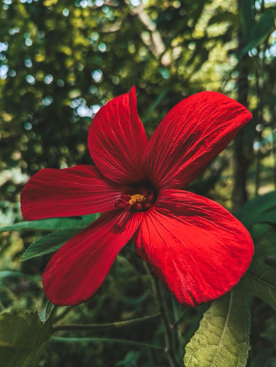 Mahfuz_Sykot's tweet photo. 🌺 A little piece of nature, painted in the deepest shade of red. ❤️🌿

#NaturePhotography #FlowerPhotography #RedFlower #NatureLovers #FloralBeauty #Photography 📸 https://t.co/5m1q8TPe3K
