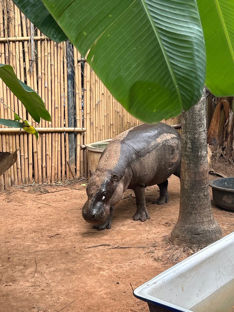 korat_zoo_th's tweet photo. สุขสันต์วันแม่แห่งชาติ กับแม่ย่าโคล่า ฮิปโปแคระที่อายุมากที่สุดในประเทศไทย ใครที่รอดูโคล่าว่ายน้ำมาราธอน ตอนนี้บ้านฮิปโปแคระที่ใหม่กำลังเริ่มสร้างแล้ว อดใจรอกันหน่อยนะครับ🩵
#koratzoo https://t.co/hyjttS6Yac
