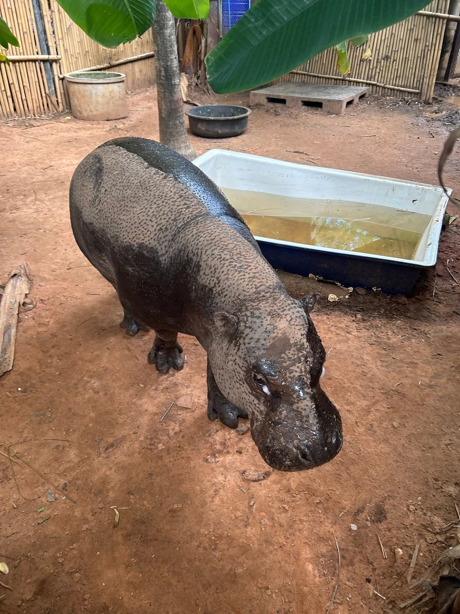 korat_zoo_th's tweet photo. สุขสันต์วันแม่แห่งชาติ กับแม่ย่าโคล่า ฮิปโปแคระที่อายุมากที่สุดในประเทศไทย ใครที่รอดูโคล่าว่ายน้ำมาราธอน ตอนนี้บ้านฮิปโปแคระที่ใหม่กำลังเริ่มสร้างแล้ว อดใจรอกันหน่อยนะครับ🩵
#koratzoo https://t.co/hyjttS6Yac