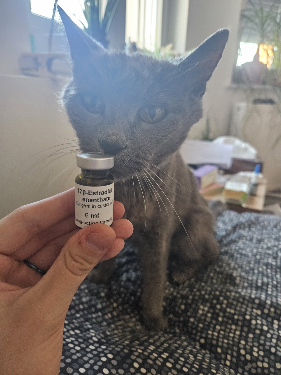 inzesticide's tweet photo. Ilove my trans girl cat🏳️‍⚧️❤️ https://t.co/OWXt4ZZlDw
