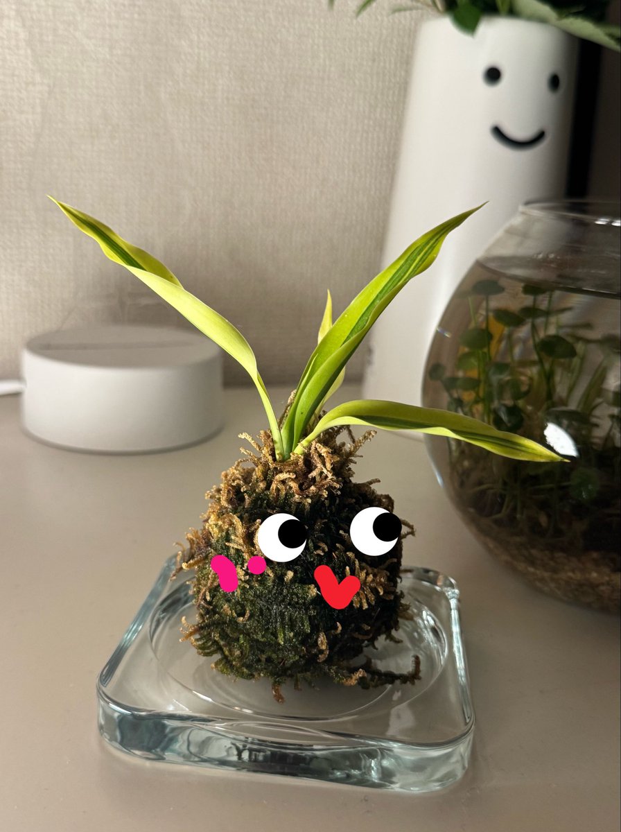 navi_1029's tweet photo. Today新しい子をお迎えした🌱 https://t.co/i3uefA0yOG