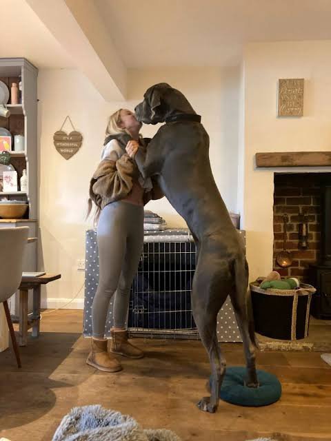 JuicyRoz's tweet photo. New video is up.
Deep and messy, just how it went.
Only in private — Link in bio
#dogs #K9 #Germany https://t.co/qdYZJRHEfF