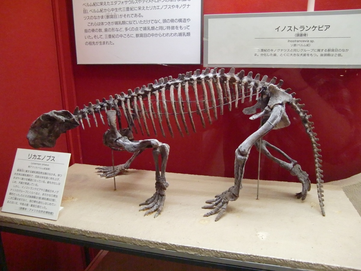 kta92751434's tweet photo. #大阪市立自然史博物館
#Dimetrodon #ディメトロドン
#Eryops #エリオプス
#Lycaenops #リカエノプス
#Seymouria #セイムリア
リカエノプスが個人的にツボ
ゴルゴノプス類は案外見ないよね https://t.co/c9t2OAKDHk