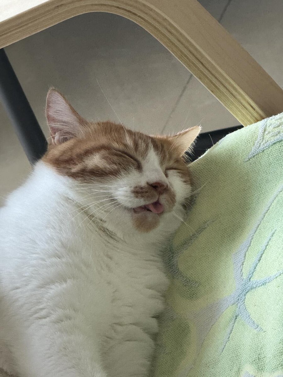 nocontextscats's tweet photo. https://t.co/HZDMjewuWk