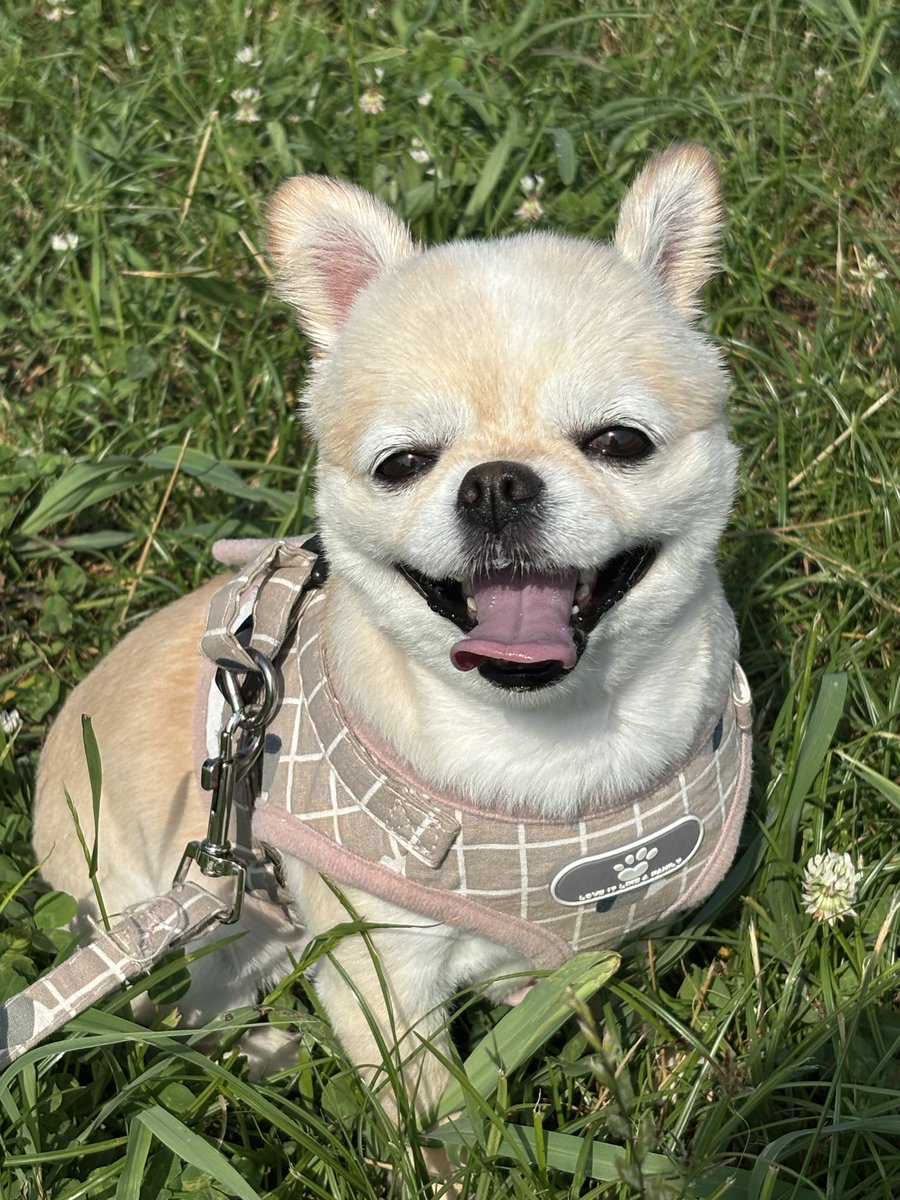 240creator's tweet photo. 愛犬チワワの🐶にじまる🐾（女の子）です。
今後のポートフォリオ作成用の動画素材を
散歩中に撮り溜めてます🎥
撮影テクニックも今後学びたい！

#fammスクール　
#私のこんな一面知ってください https://t.co/f91VkL5vGO