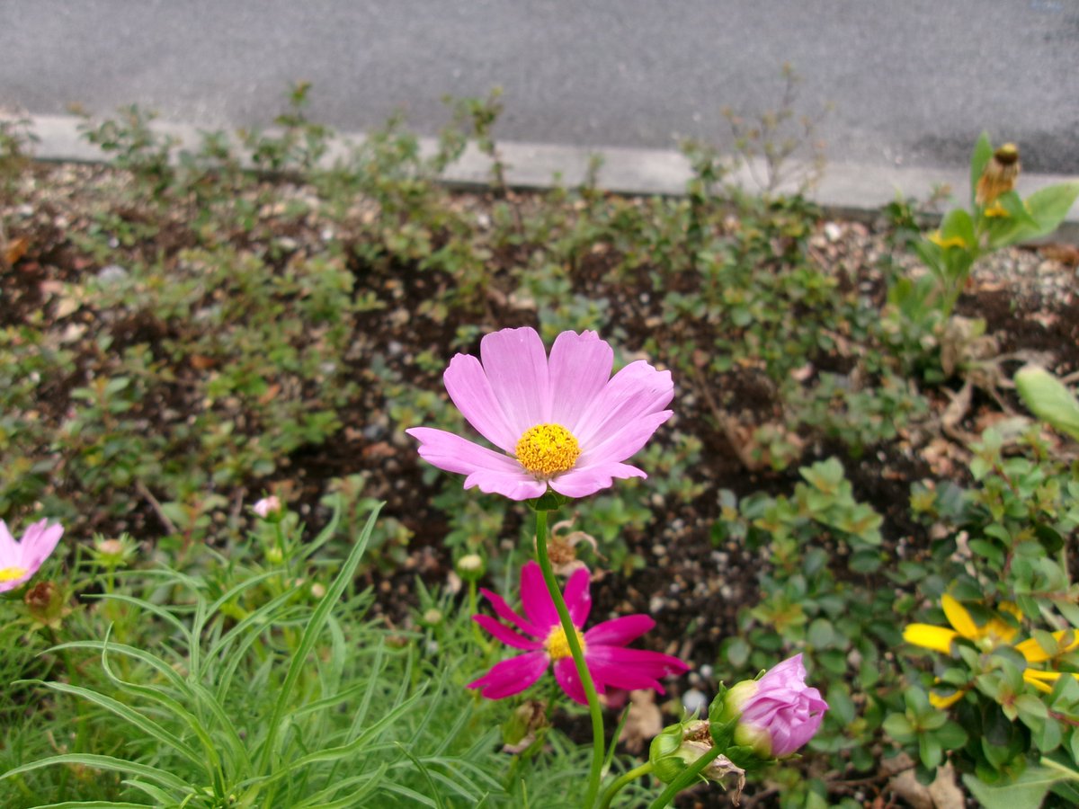 runfel's tweet photo. 真夏の秋桜
＃コスモス
＃TLを花でいっぱいにしよう https://t.co/wtyBNZrGJO