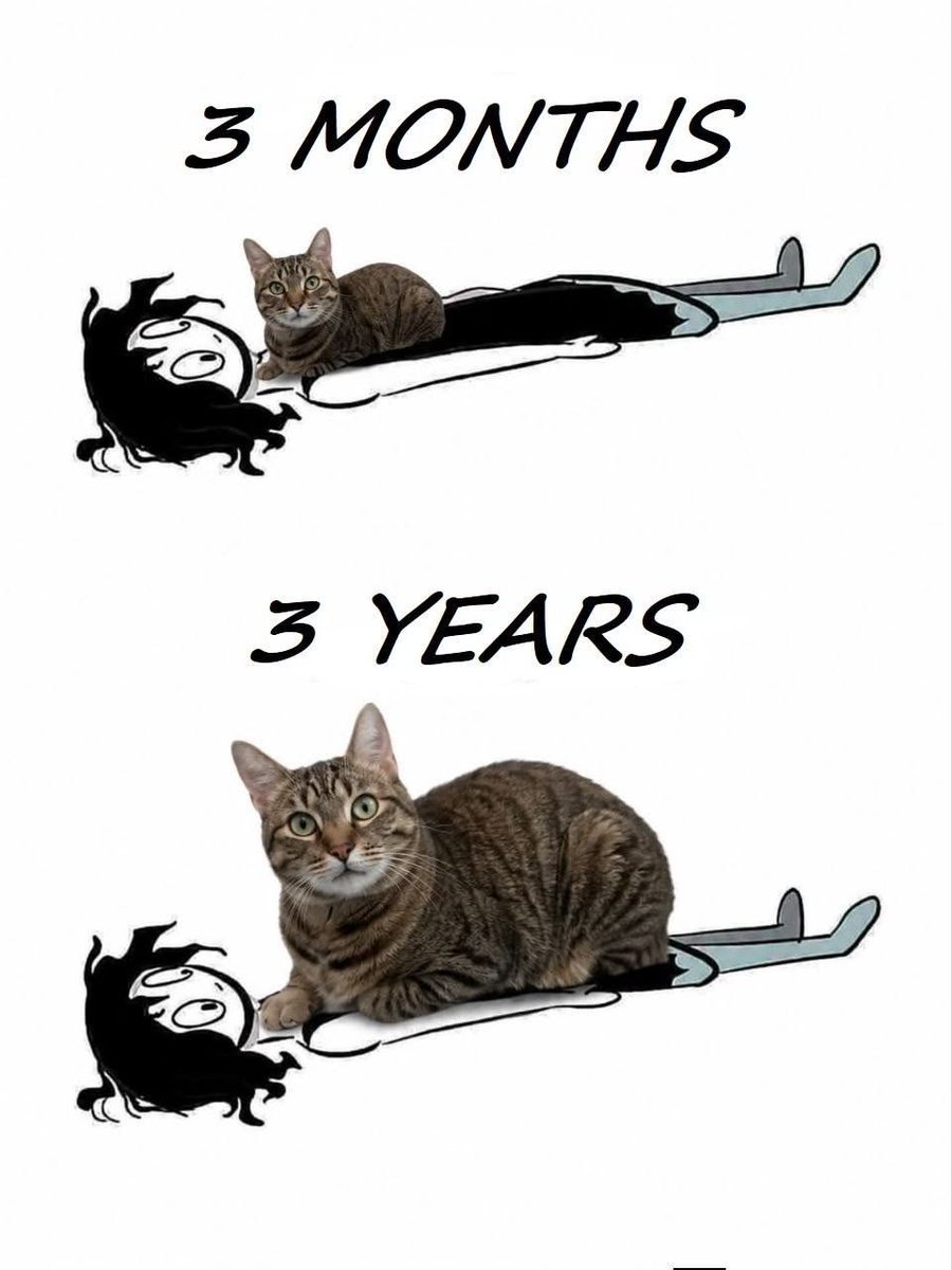 Cats_ooc's tweet photo. https://t.co/B4a53kx6x7