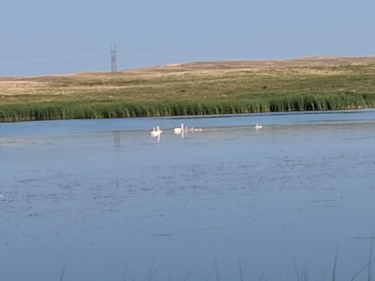 sallyjos's tweet photo. On the way to the computer shop in Milbank to see if laptop can be revived, had to check in with the local trumpeter swans.  Yep, 8 cygnets growing.  #sdbirds https://t.co/Petz9zfpCW