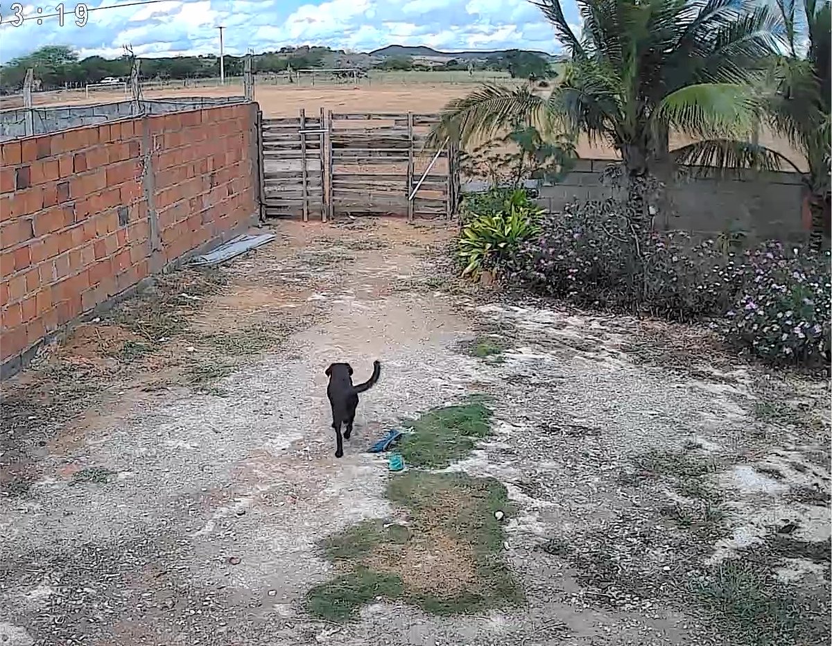 di_abrigo_davi's tweet photo. Titios, nós precisamos muito conseguir no mínimo 150 metros de tela, para improvisar 2 canis, para evitar que os cachorrinhos que chegaram continuem saindo, quem tem roça perto do abrigo está matando os cachorros. Por favor, nos ajudem. 
Na agropecuária o rolo de tela com 50 metros está custando 398,00 e o metro sai por 9 reais.
Também temos que conseguir mais ração hoje, areia, sachês e tapetinhos higiênicos. 
São mais de 140 vidinhas precisando de ajuda. 
Aqui estará o pix do abrigo e o contato da loja

Pix do abrigo 
CPF: 142.404.268-20
abrigodavichuvisco@gmail.com 
( Adervan dos Reis)

Contato  da loja AgroVet (75)  99906-5416