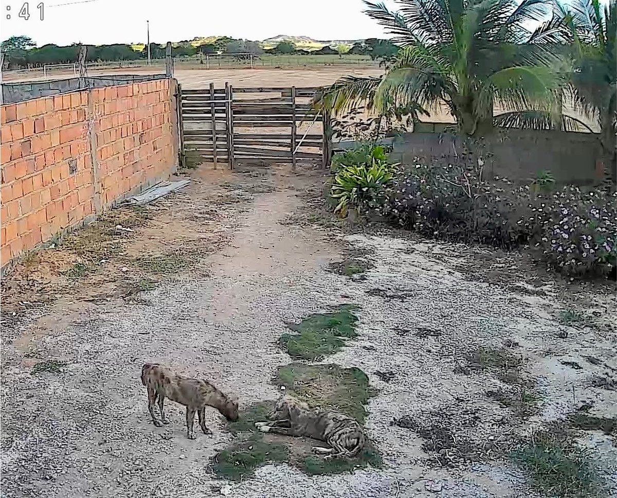 di_abrigo_davi's tweet photo. Titios, nós precisamos muito conseguir no mínimo 150 metros de tela, para improvisar 2 canis, para evitar que os cachorrinhos que chegaram continuem saindo, quem tem roça perto do abrigo está matando os cachorros. Por favor, nos ajudem. 
Na agropecuária o rolo de tela com 50 metros está custando 398,00 e o metro sai por 9 reais.
Também temos que conseguir mais ração hoje, areia, sachês e tapetinhos higiênicos. 
São mais de 140 vidinhas precisando de ajuda. 
Aqui estará o pix do abrigo e o contato da loja

Pix do abrigo 
CPF: 142.404.268-20
abrigodavichuvisco@gmail.com 
( Adervan dos Reis)

Contato  da loja AgroVet (75)  99906-5416