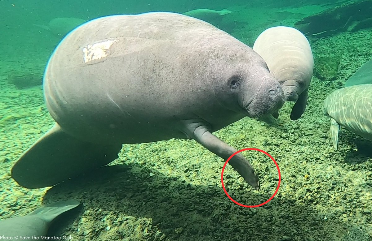 savethemanatee's tweet photo. It’s a fact!
While African and West Indian manatees have fingernails on each flipper, the closely related Amazonian manatee and Dugong do not. Since the nails have not been preserved in fossils, scientists are unsure when or why this difference occurred. https://t.co/8DspBpm8jq https://t.co/Nb2vR7m6Qm