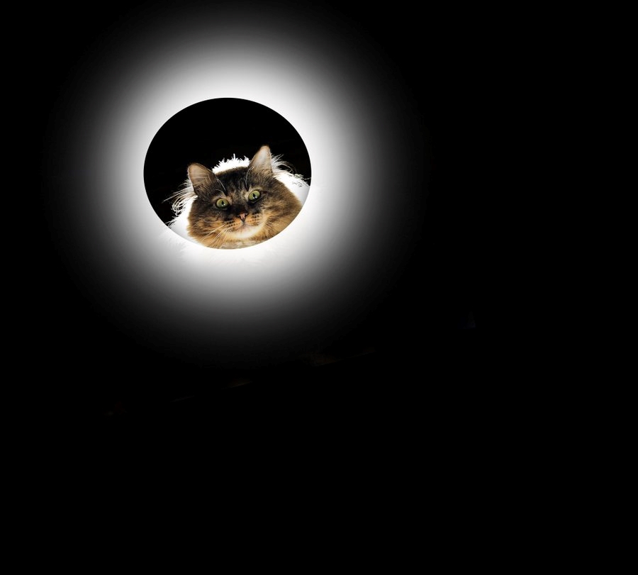 LorenzoTheCat's tweet photo. Best eclipse photo ever. https://t.co/jyGWDIzAHl