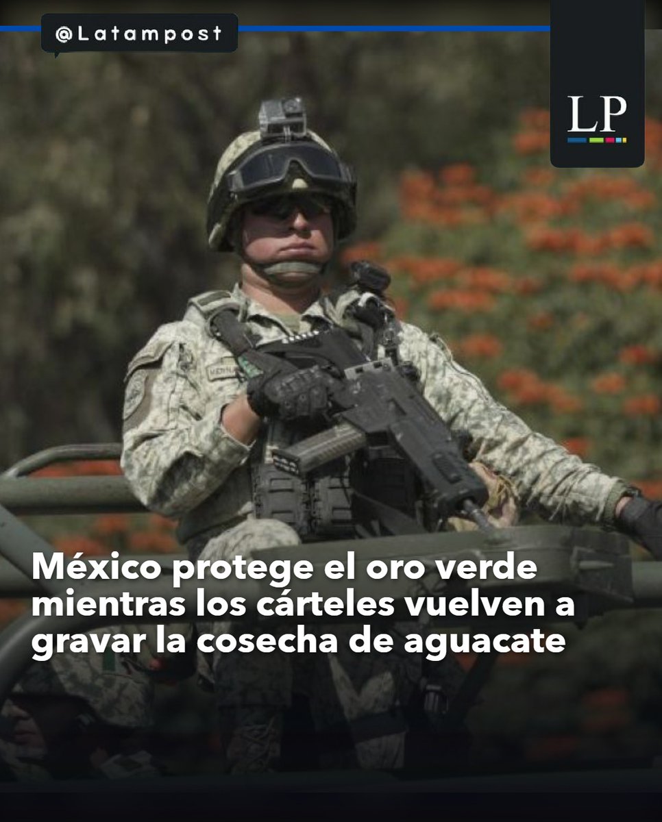 latampost's tweet photo. México protege el oro verde mientras los cárteles vuelven a gravar la cosecha de aguacate
https://t.co/P9e5RW9ohb
#México #aguacate #oroVerde #cárteles #Michoacán #seguridad #exportaciones #extorsión #agricultura #fruta https://t.co/b4GRcm7xf5