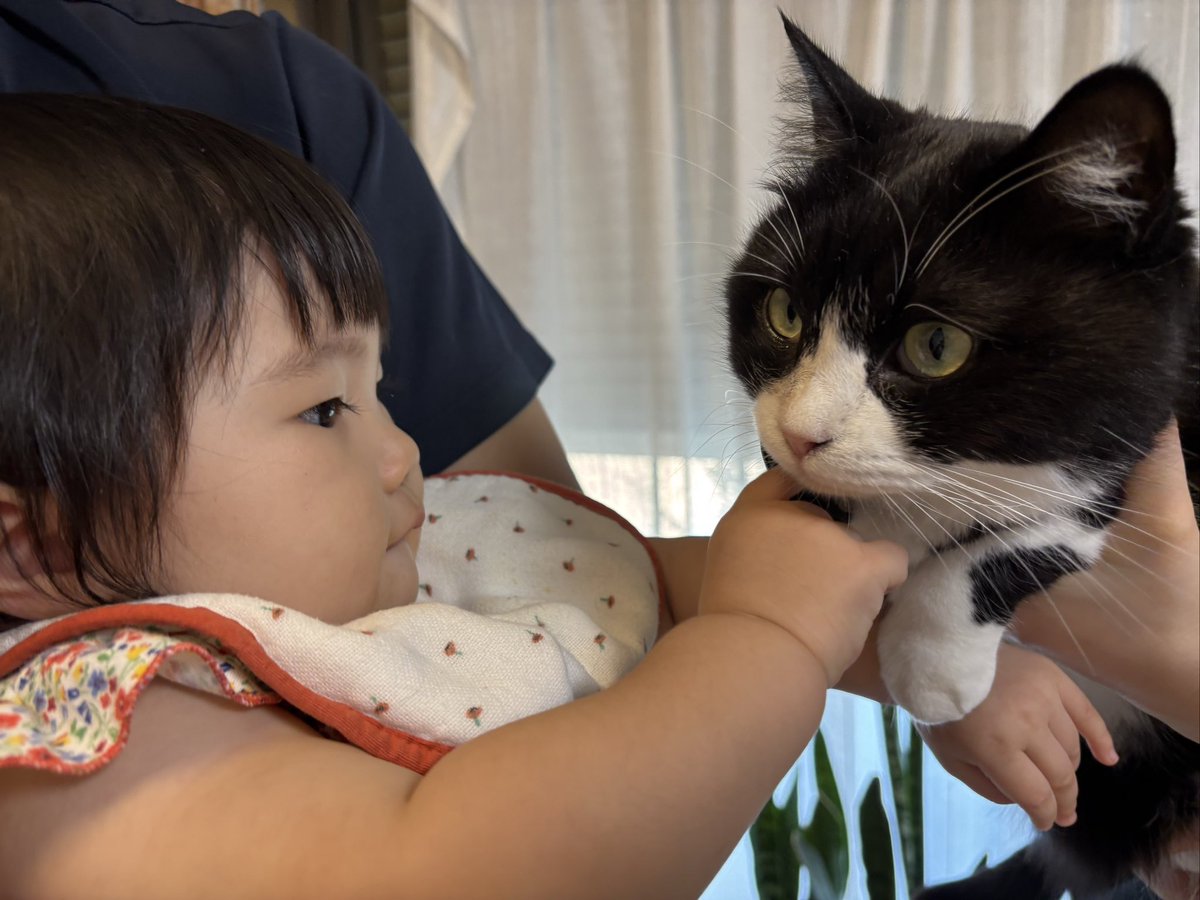 i38455's tweet photo. 初ニャンコでございます。ニャンパラリン😸
#ジジばか
#孫 https://t.co/2f14W274kB