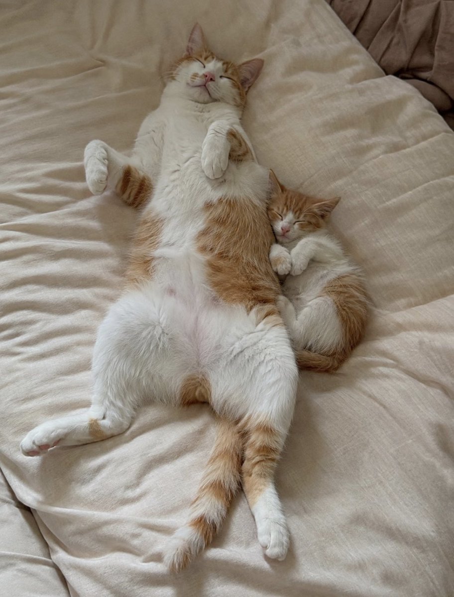 tmszhjh88's tweet photo. Basically the same sleeping position https://t.co/UGB0poCvWG