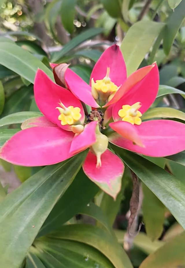 TenmanOksana's tweet photo. Beautiful Jamaican Poinsettia Flowers in Bloom πΌ Florida, USAπ½ https://t.co/u6kdOGGtSc #flower #flowers #florida #usa #floridalife #floridaliving #floridausa #slowliving #florida #yuriytenman #floridaslowliving #poinsettia #poinsettias https://t.co/OSgJ4hZu6R